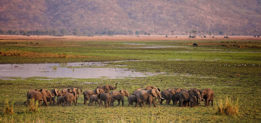 Elephants in Liwonde National Park