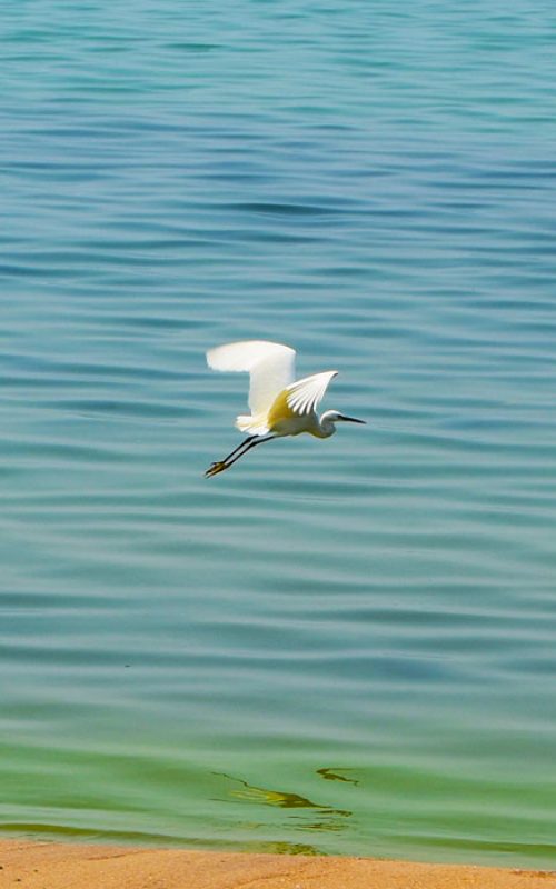 Egret on Lake Malawi