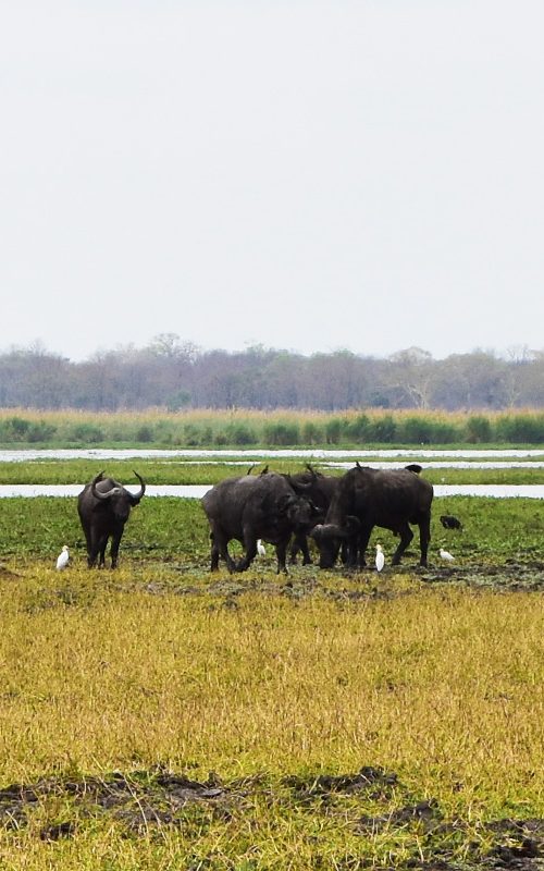 buffalo in Liwonde National Park