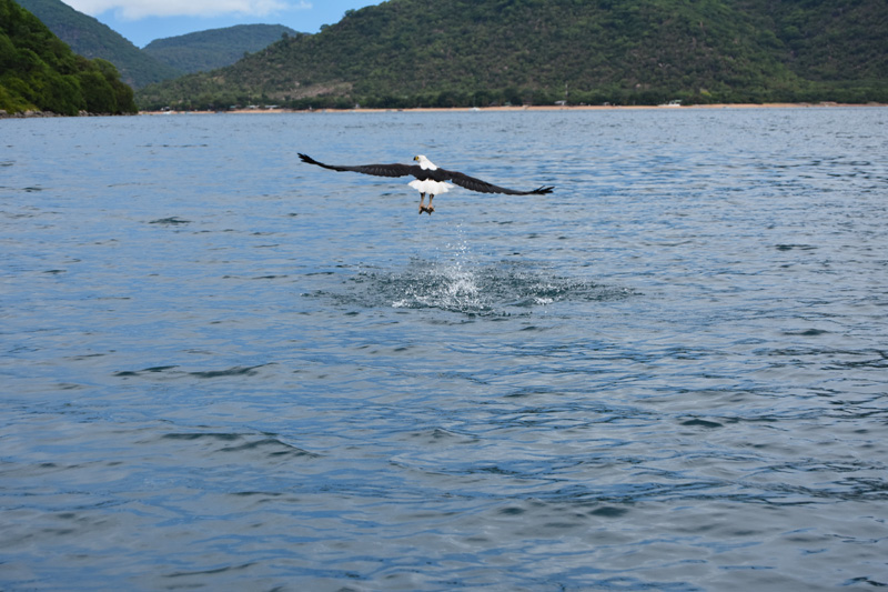 Fish eagle around Thumbi West Island