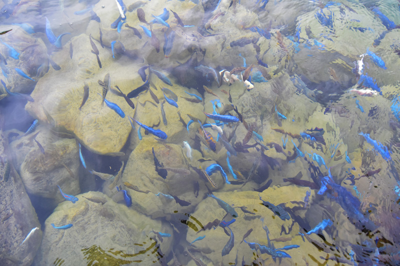 Cichlid fish in Lake Malawi are found mostly in Cape Maclear 